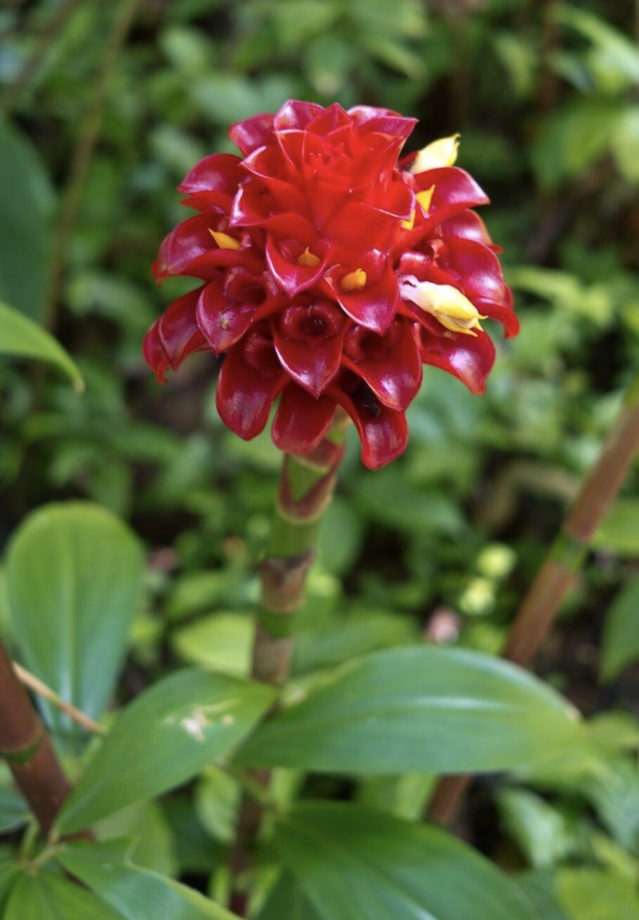 Costus Red Spiral Indonesian Wax Ginger Live starter Tropical Rhizome