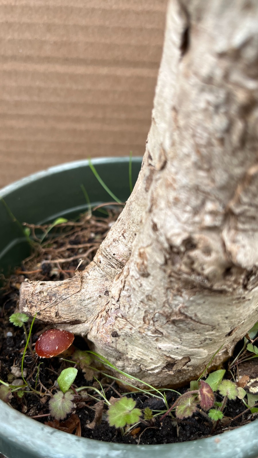 Exact plant #18 Catalpa speciosa, 6-7 year old bonsai, Northern catalpa, Cigar