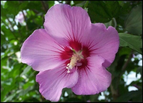 50 Seeds Mixed Colors ROSE Of SHARON (HIBISCUS Syriacus) Double & Single Flowers