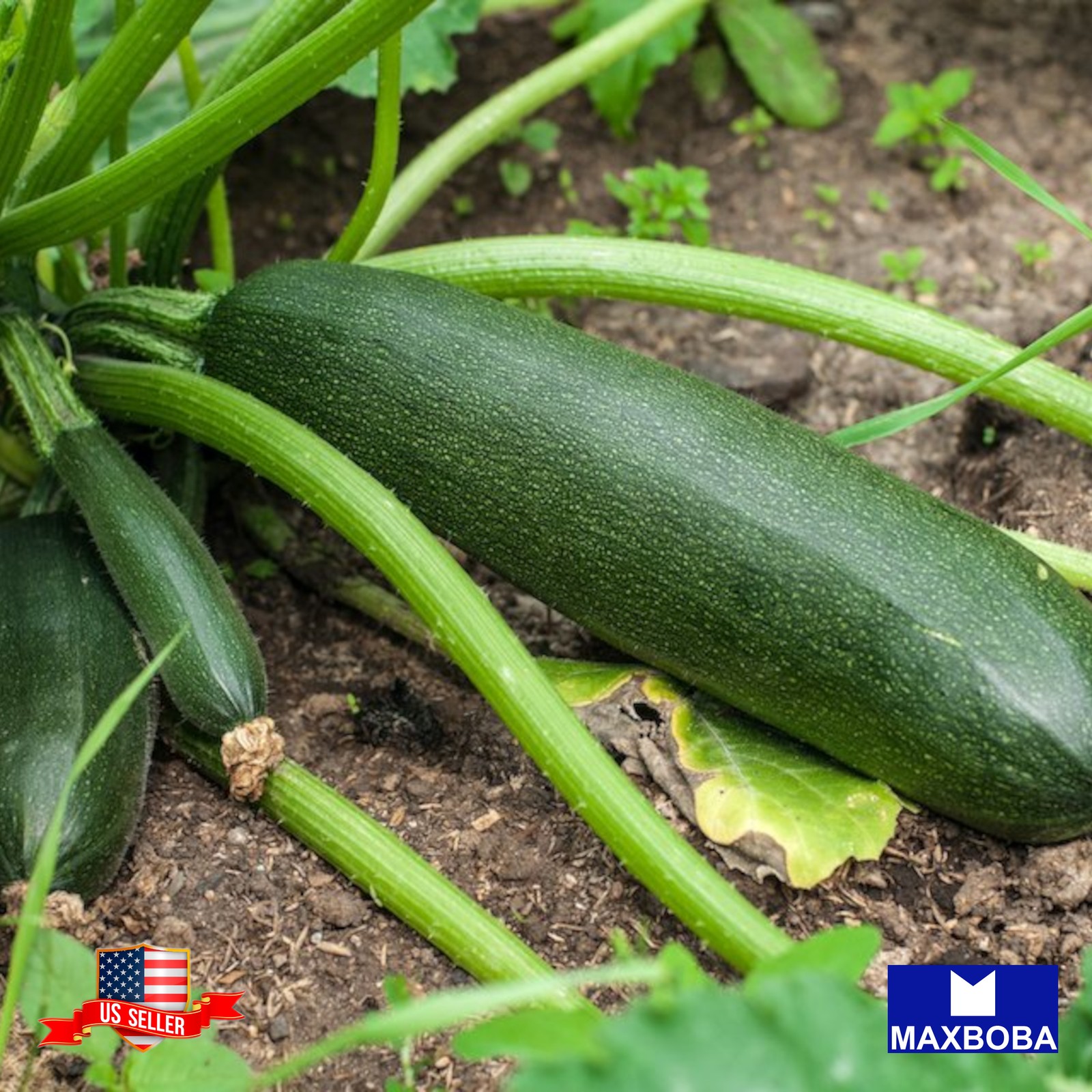 20 Dark Green Zucchini Seeds Organic Non-GMO Heirloom BTGO 75% OFF