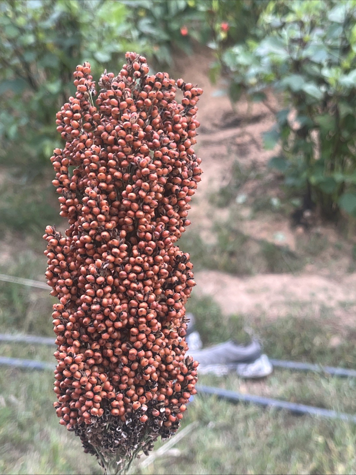 Sweet Sugar Drip Sorghum Seeds – 800-1000 seeds