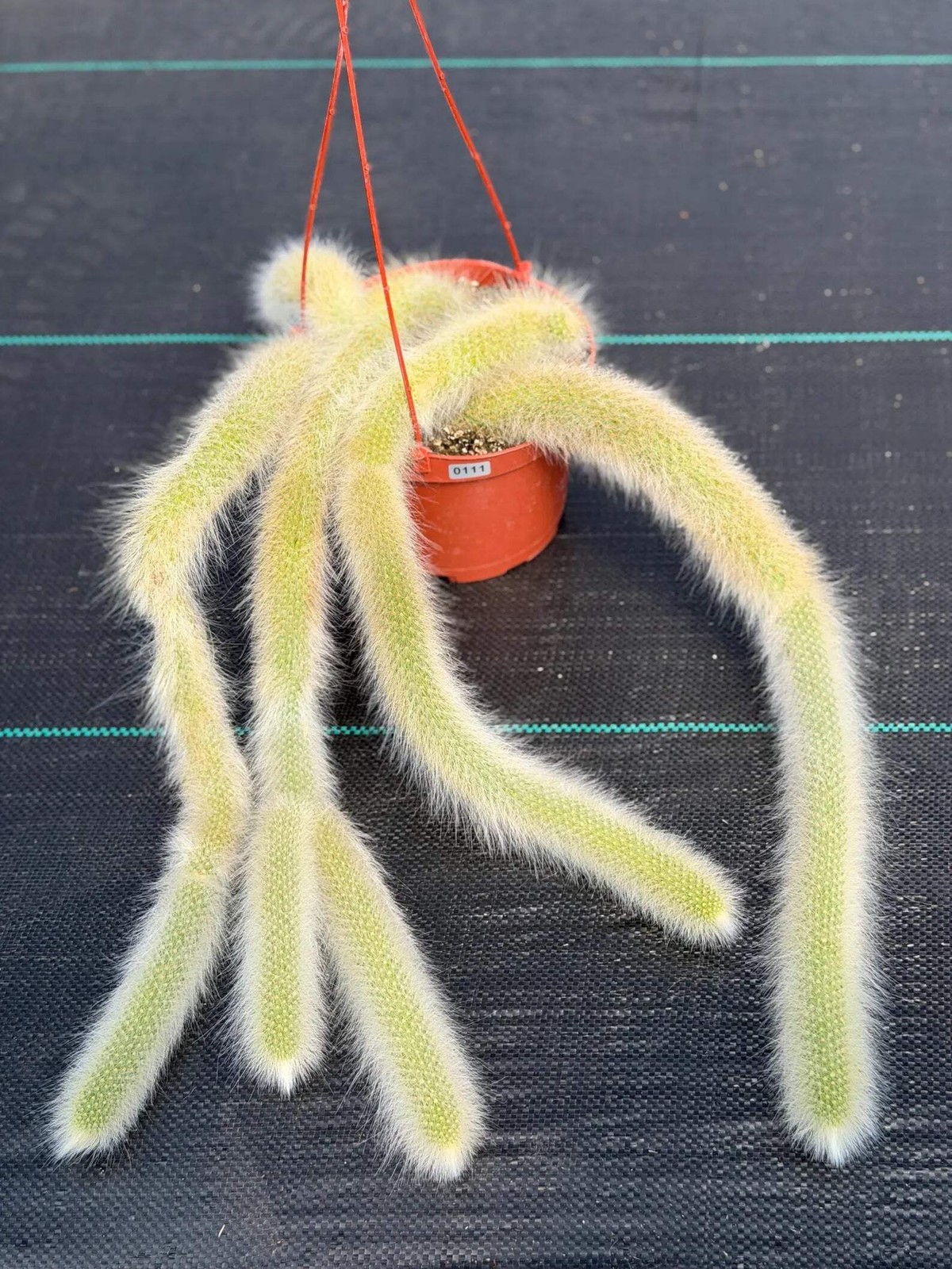 Hairy Monkey Tail Cactus | Rare White‑Hair Clone | Fuzzy Trailing Succulent