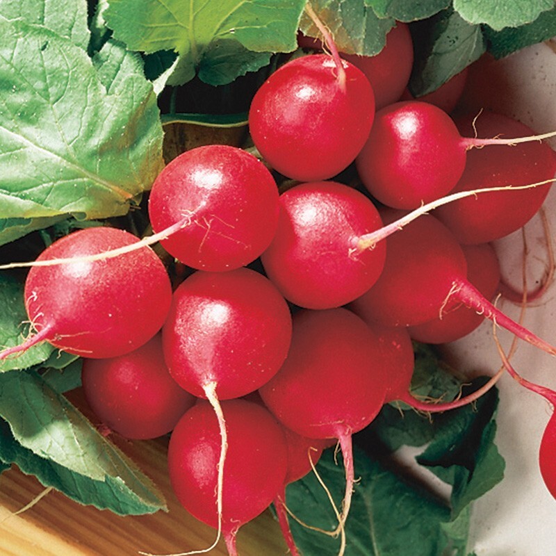 100+ CHERRY BELLE RADISH SEEDS – HEIRLOOM – ORGANIC – NON GMO #33
