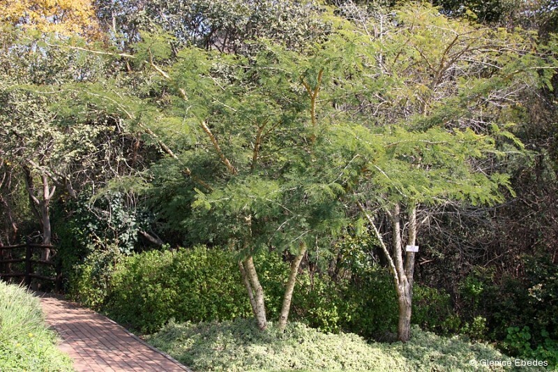 White Thorn Whitethorn Acacia (Acacia Constricta) Tree Seeds 35 Seeds (02)