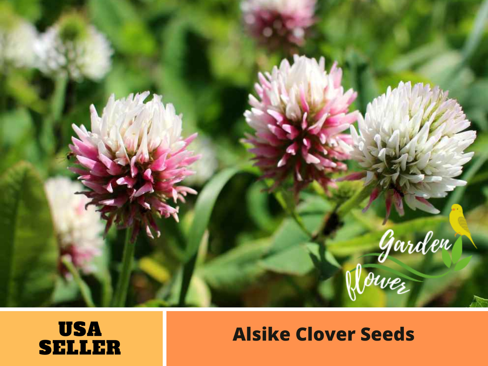 40+Seeds| Alsike Clover Seeds #J004
