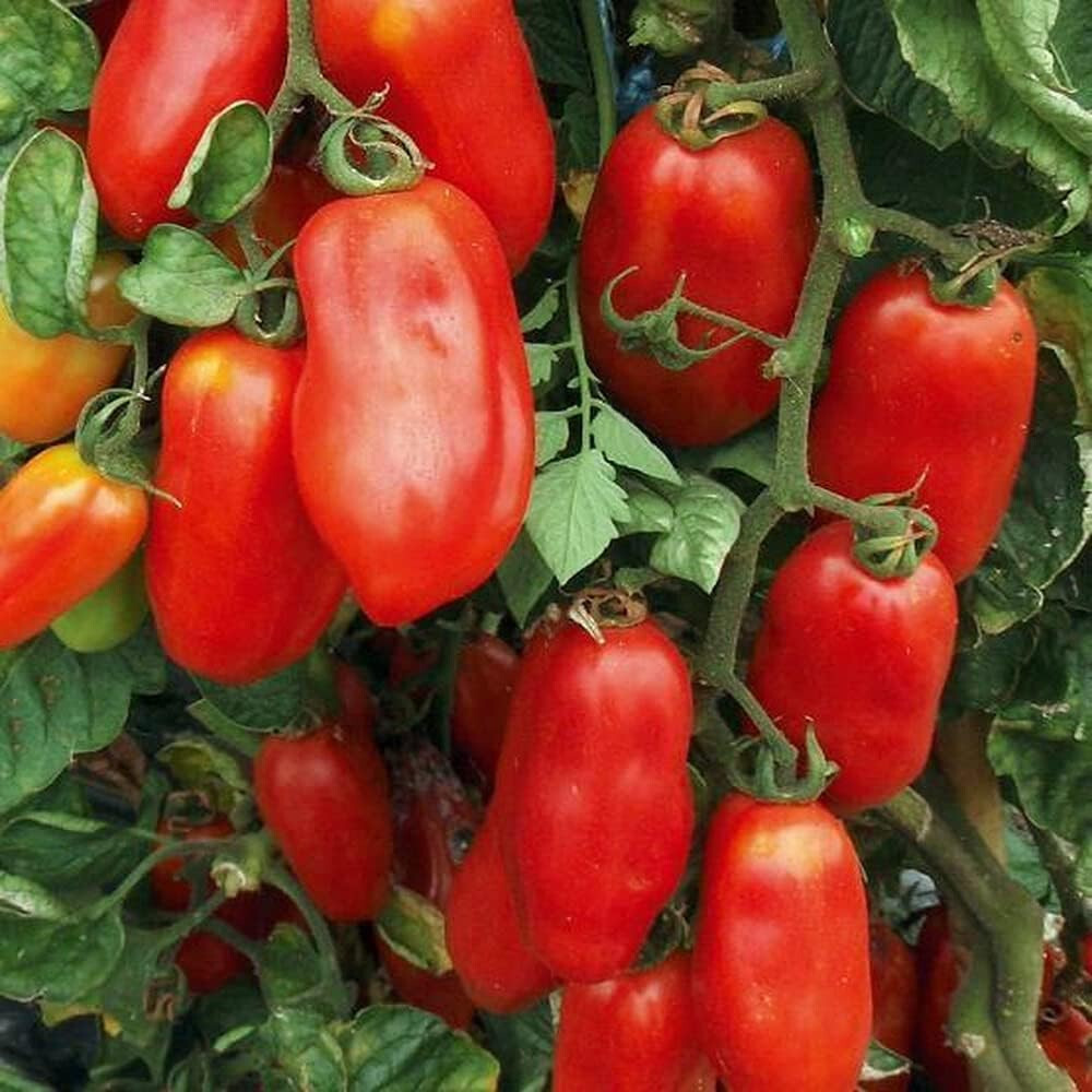 1oz San Marzano Organic Tomato Seeds – Indeterminate Great For Sauces 7500 Seeds