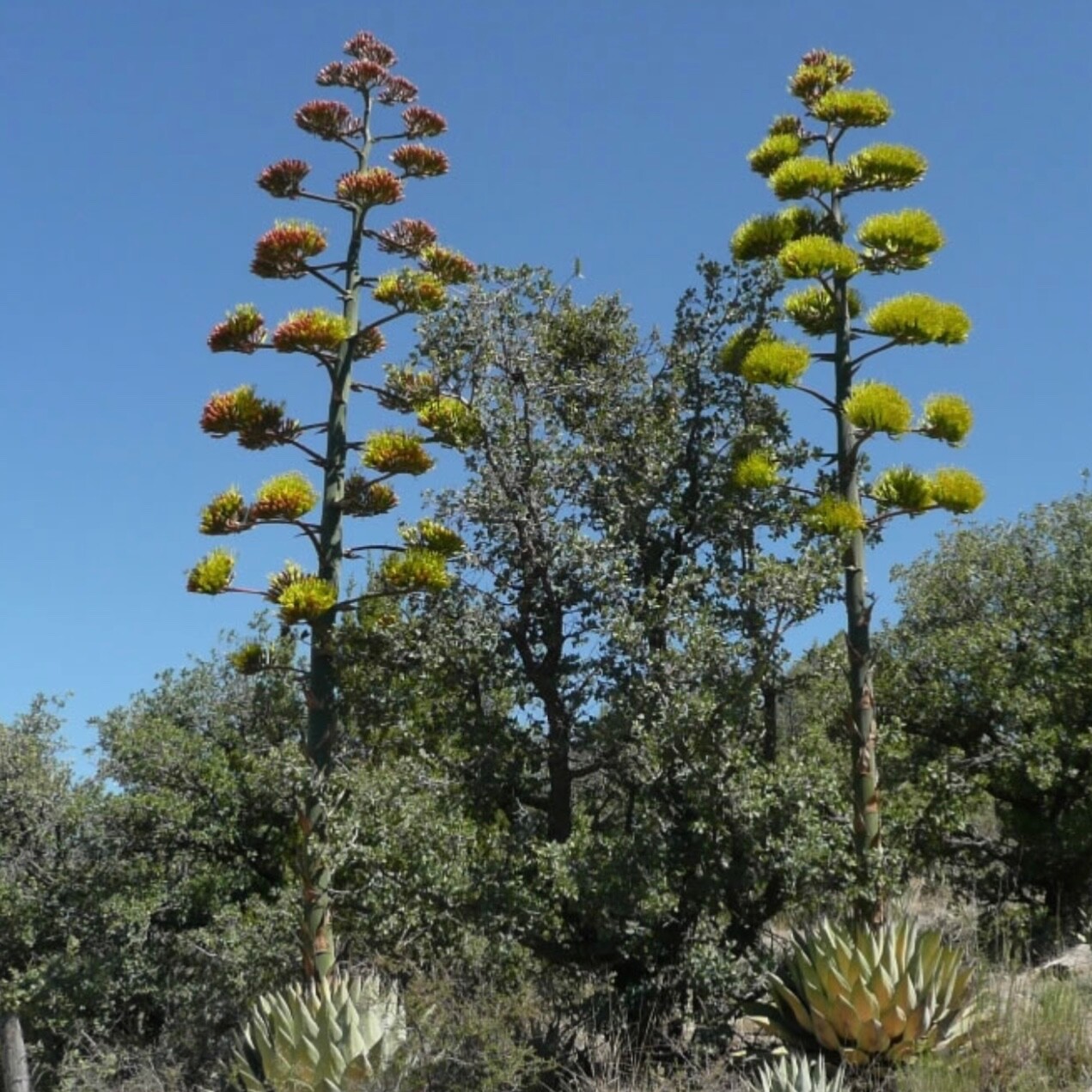Parry Agave 10 Seeds Agave Parryi Cactus Drought Tolerant Desert Xeric Gardens