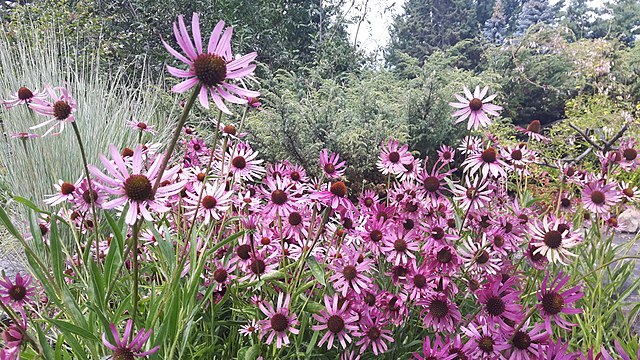 Echinacea tennesseensis | Tennessee Coneflower | 10 Seeds