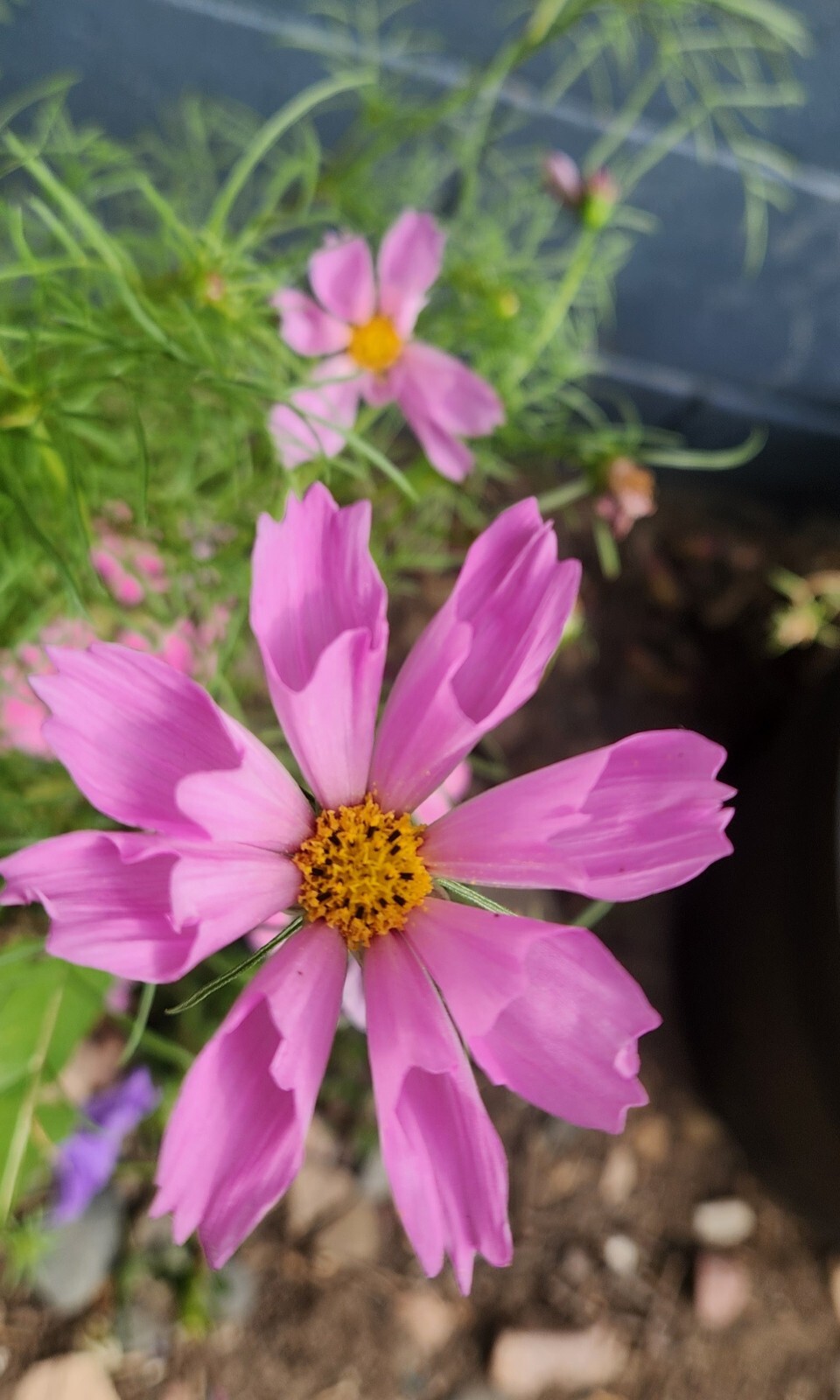 Cosmos flower seed (Seashells)