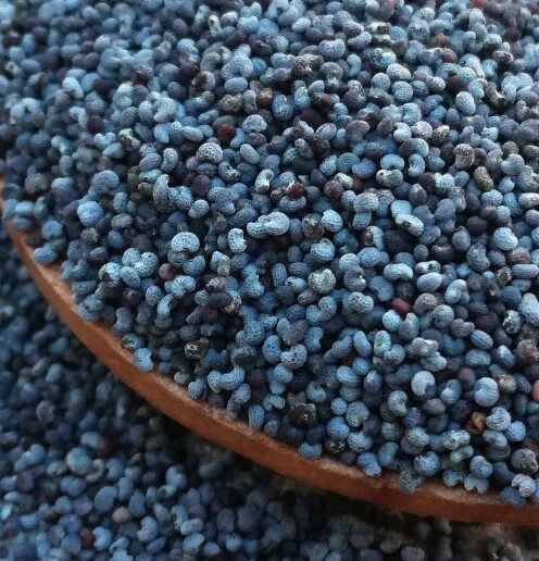 1,500 Giant Hungarian Breadseed Poppy Seeds P. Somniferum – Purple&Lilac Blooms!
