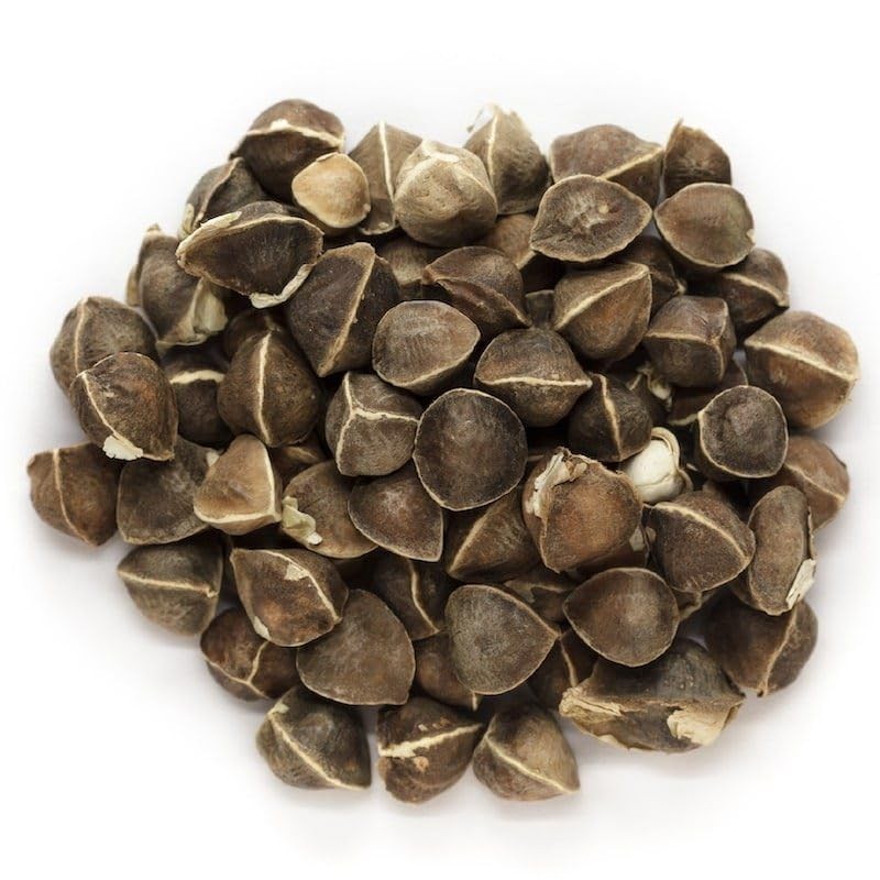 Organic Moringa Oleifera Seeds 30 NonGMO Seeds for Sprouting and Planting