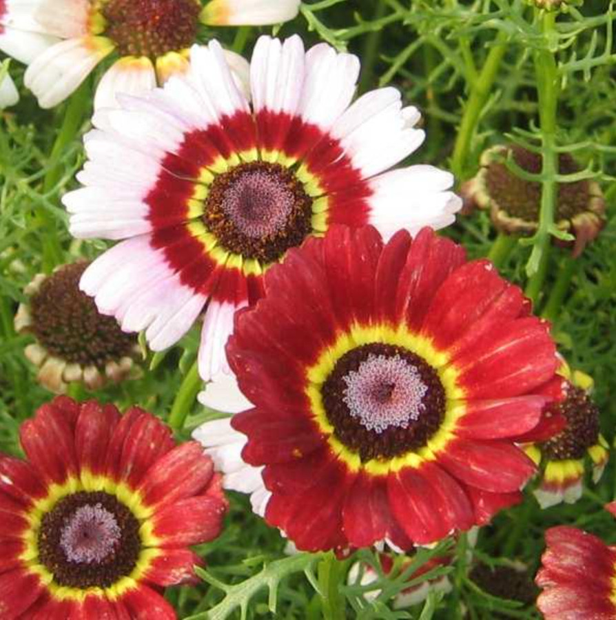 100 Seeds| Painted Daisy Seeds #N008