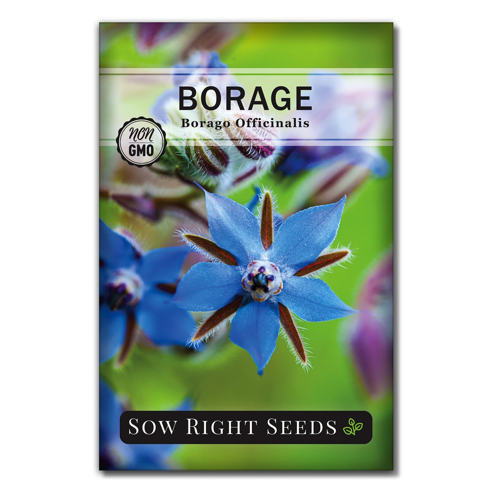 Borage Seeds Herb Garden Kitchen Companion Planting NonGMO Heirloom 1g Packet