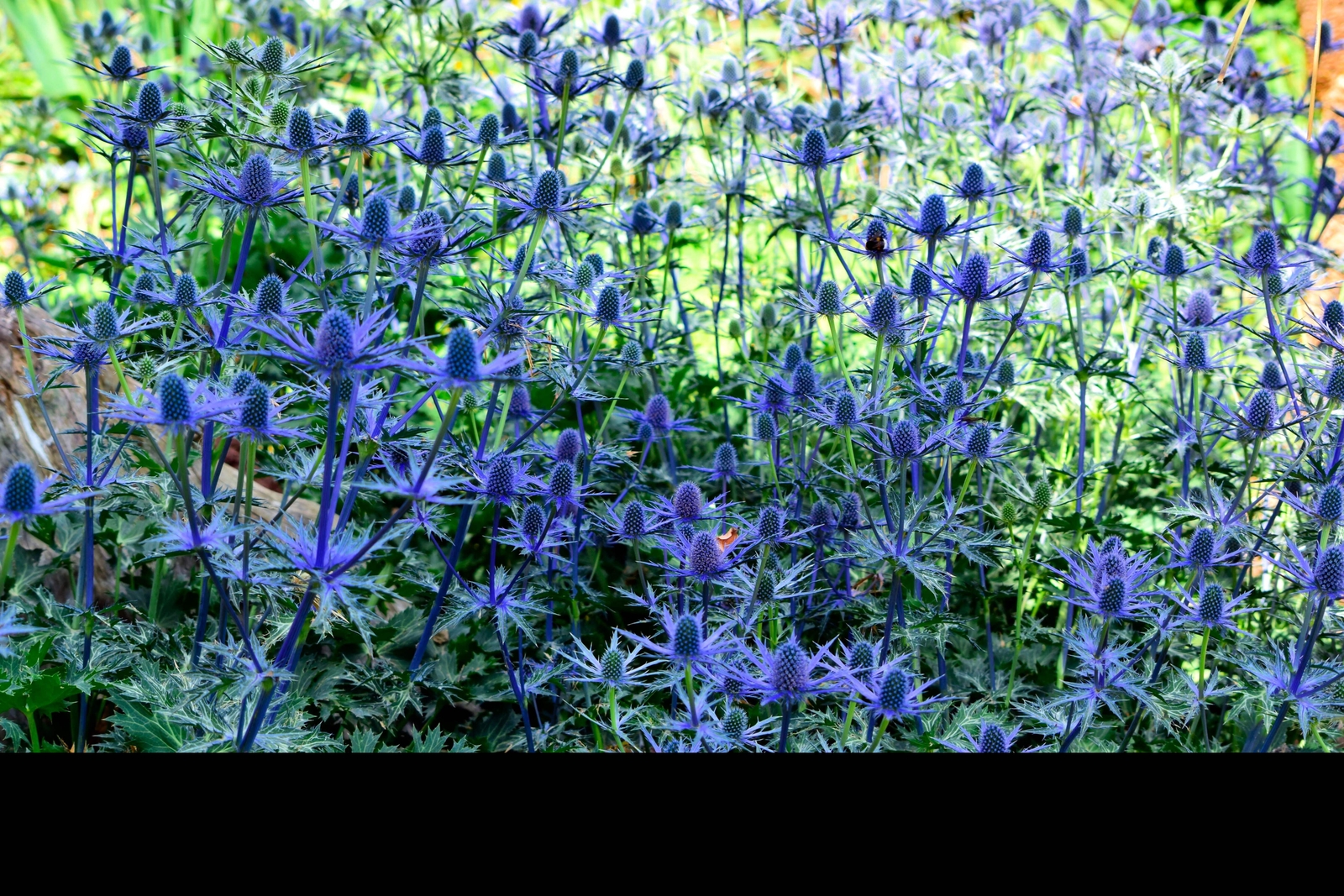 25 BLUE STAR SEA HOLLY Eryngium Flower Seeds *Flat S/H