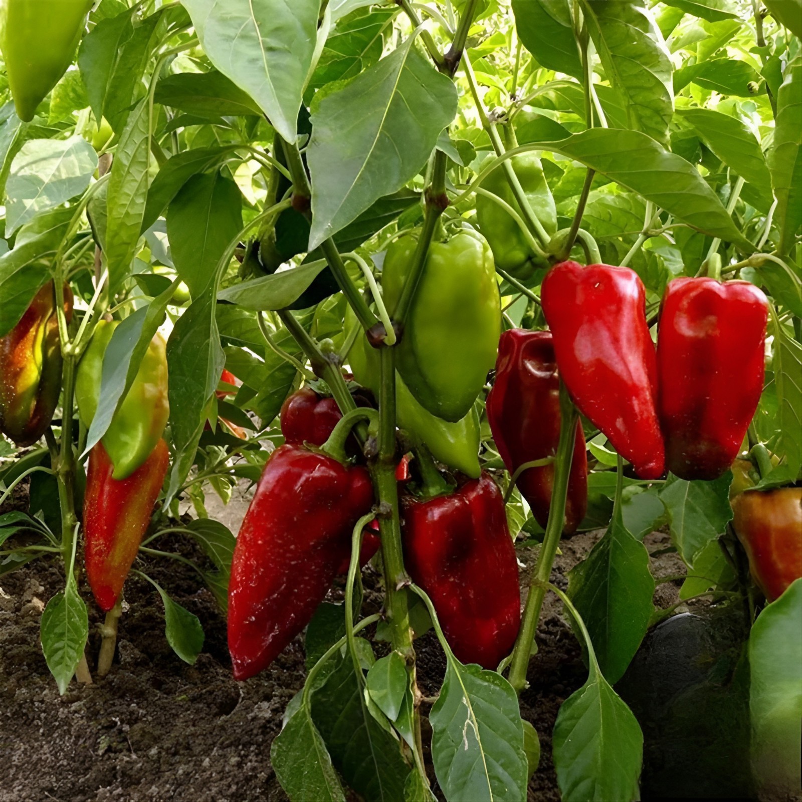 100ct Heirloom Sweet Cascadura Pepper Seeds – 6″ High Yield Sweet Pepper No Heat