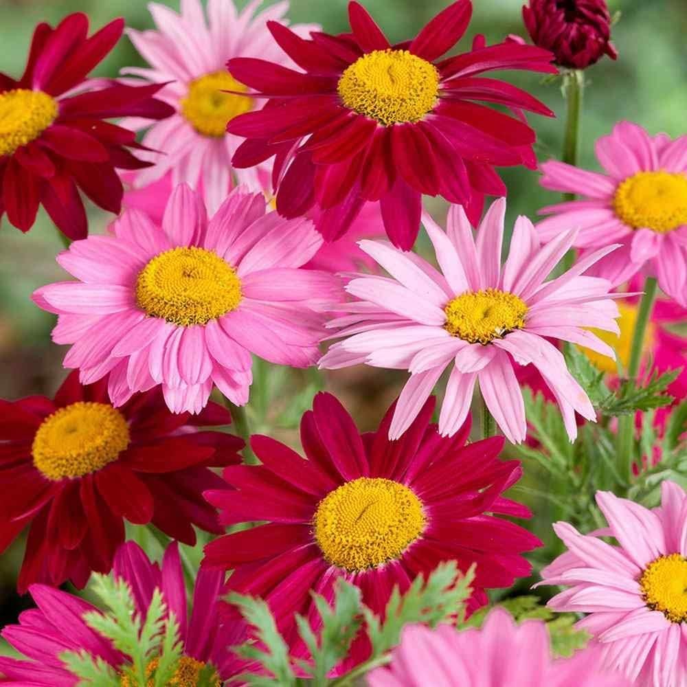 2000+ Pyrethrum Tanacetum coccineum Flower Garden Seeds Perennial Flower Seeds