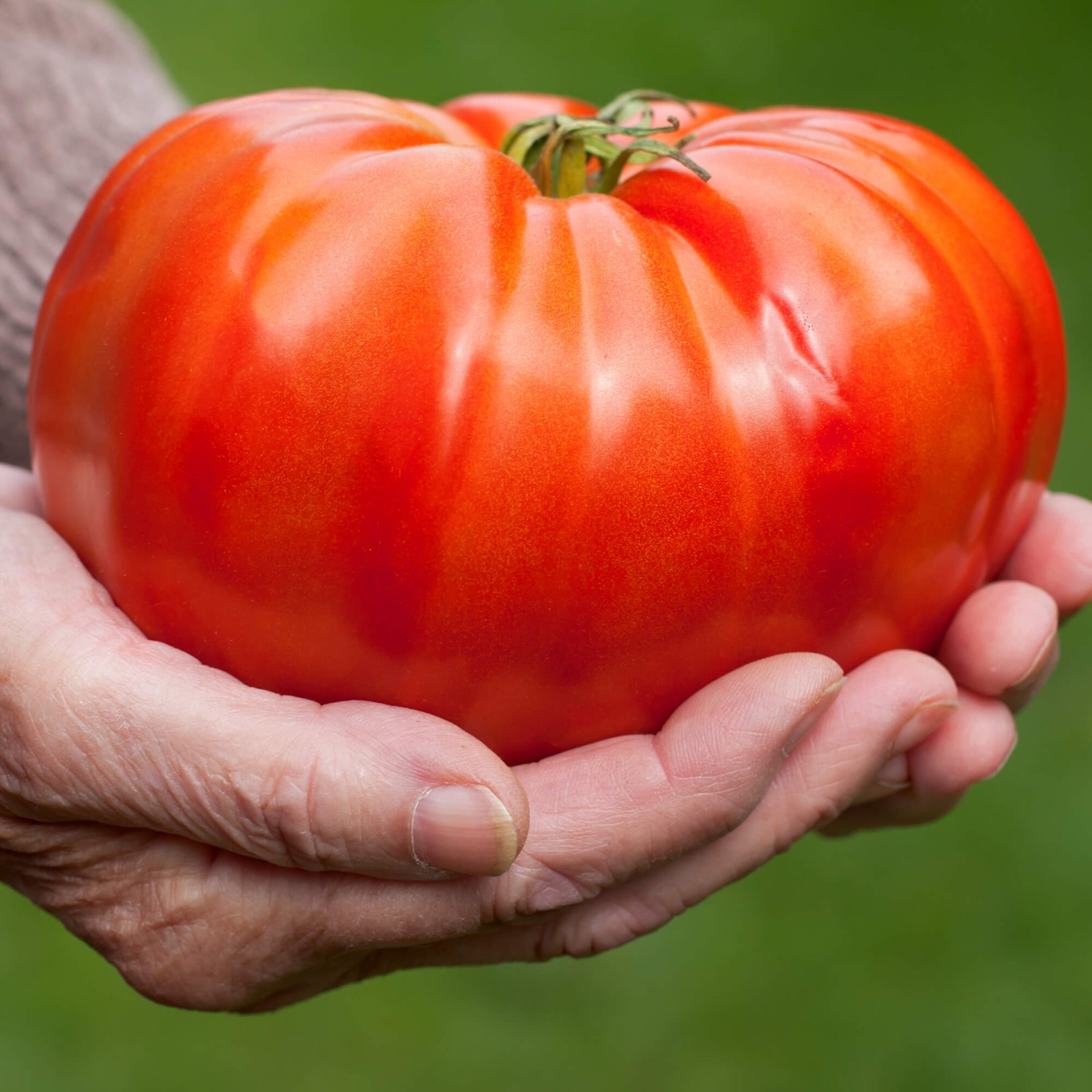 Beefmaster F1 Hybrid Tomato Seeds | Giant 1-2LB Tomatoes | Free Shipping | 1306