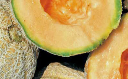 Gold Star F1 Muskmelon | 10 Seeds