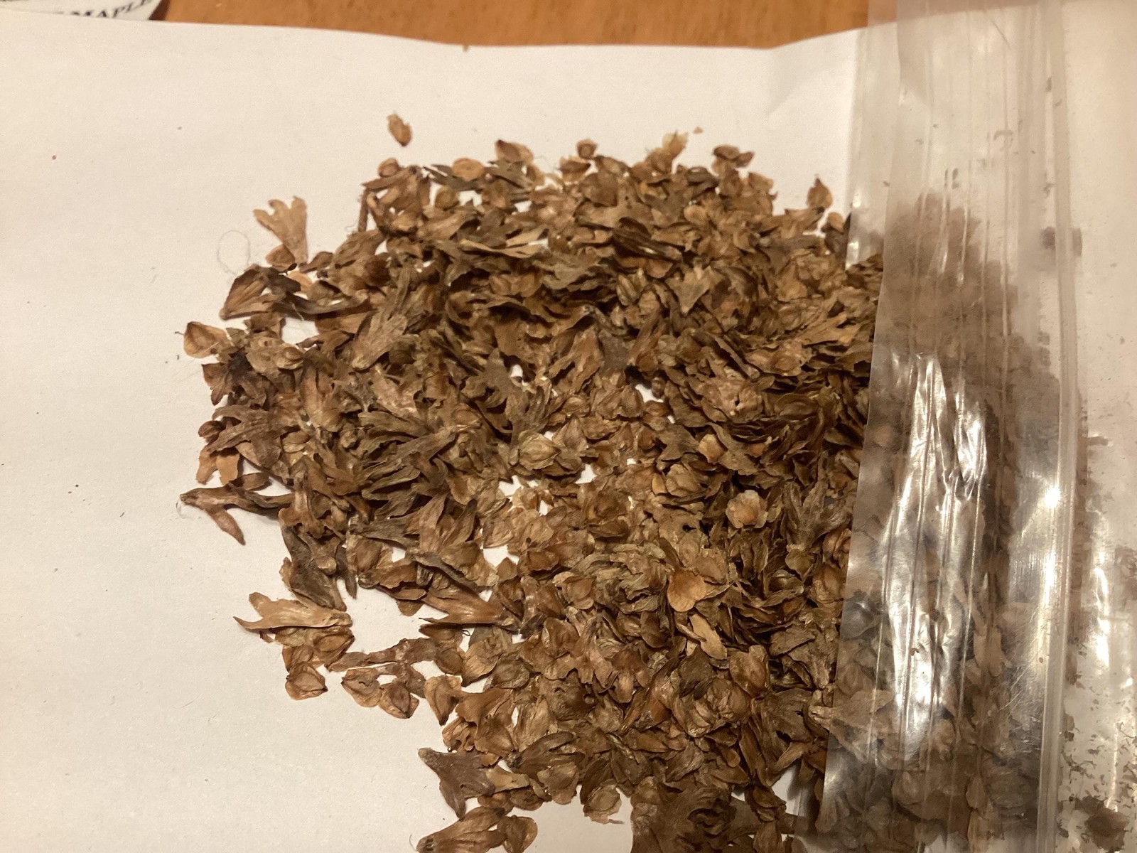 Yellow Birch Seeds Betula Alleghaniensis Tree Seeds Seed Pretreatment Grow Guide