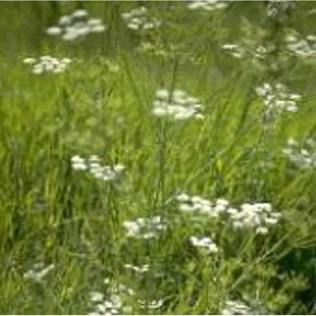 Caraway Seeds (25 Seed Packet) (More Heirloom, Organic, Non GMO, Vegetable, Frui