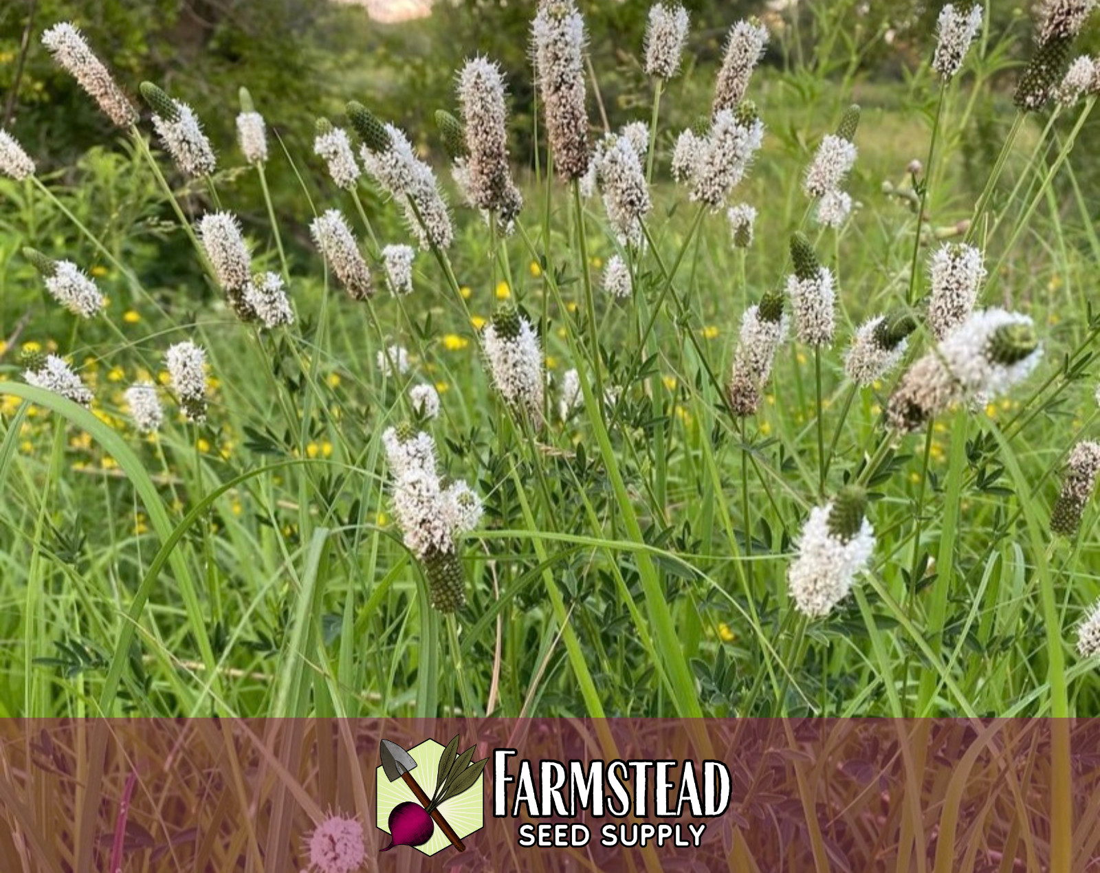 3,800+ White Prairie Clover Seeds | Native Wildflower Gardening, Dalea candida
