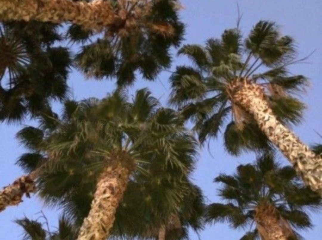 FAST-GROWING Mexican Fan Palm Tree (Washingtonia Robusta) Seeds (10+ Total)!