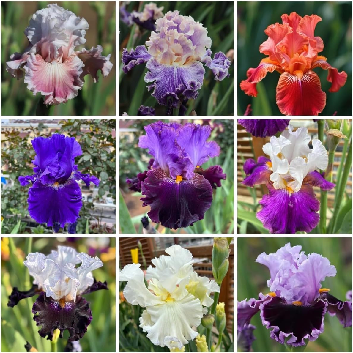 200+ Mixed Iris Flower Seeds – Rare & Beautiful Heirloom Varieties, Perennial