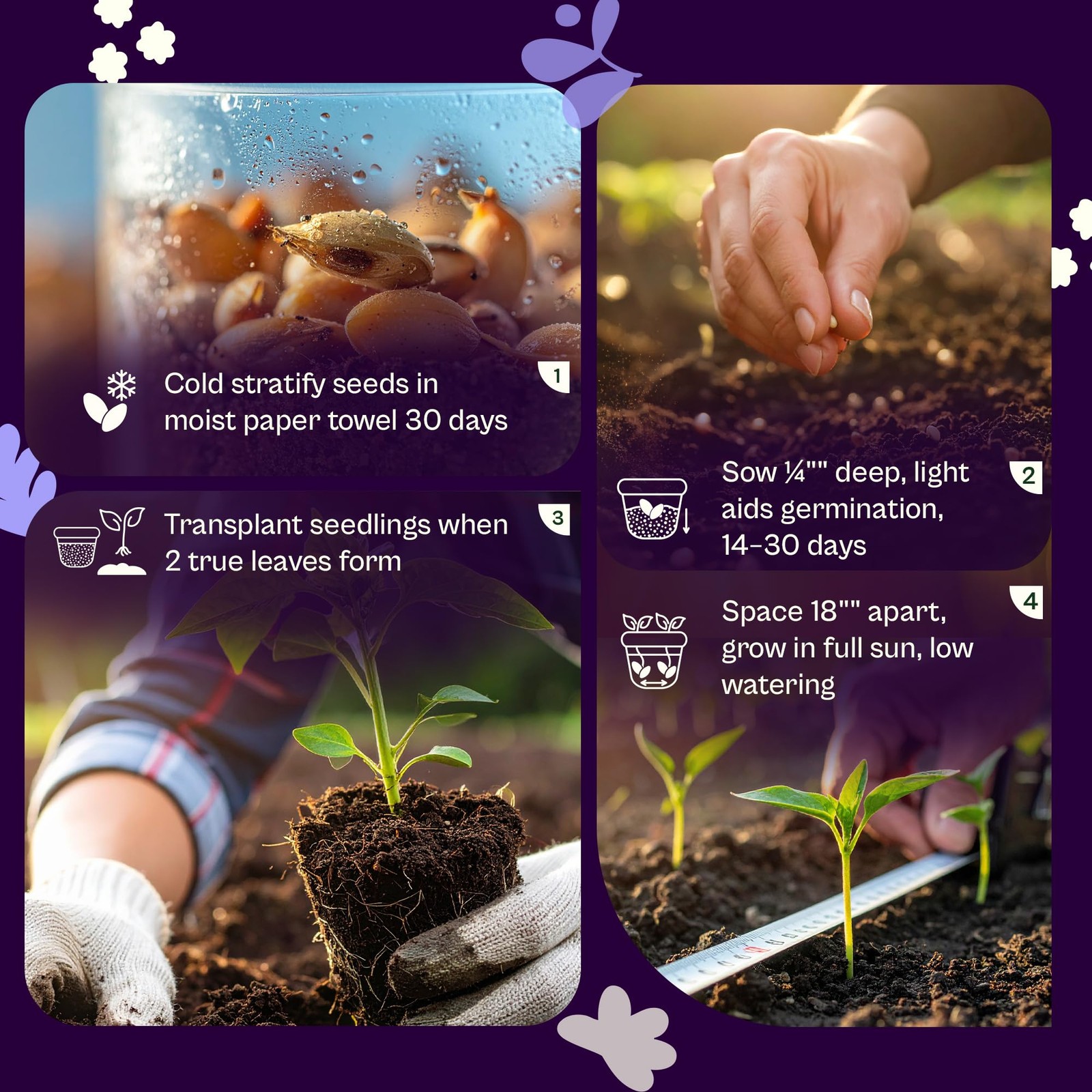 1500 English Lavender Seeds for Planting Lavandula angustifolia – Fragrant Pe…