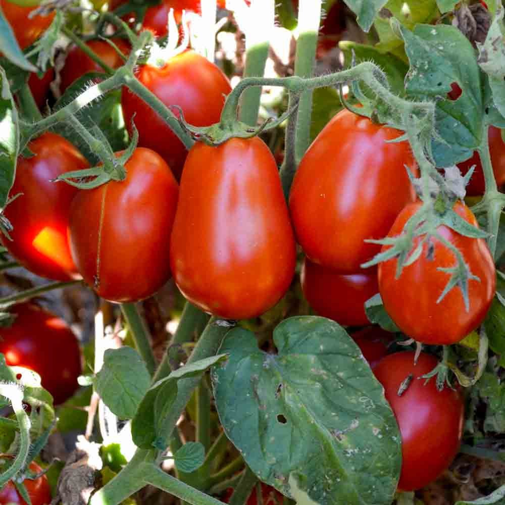 30 ITALIAN ROMA TOMATO SEEDS ~ heirloomseedguy ~ 2026 ~ USA
