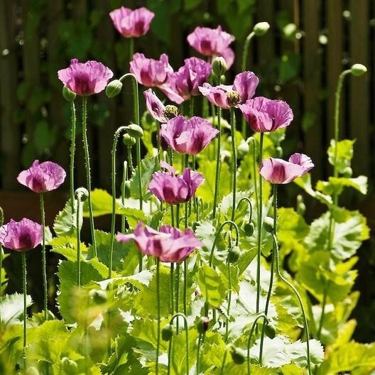 Poppy HUNGARIAN BREADSEED Purple Reseeds Baking Huge Pods Non-GMO 1000 Seeds!