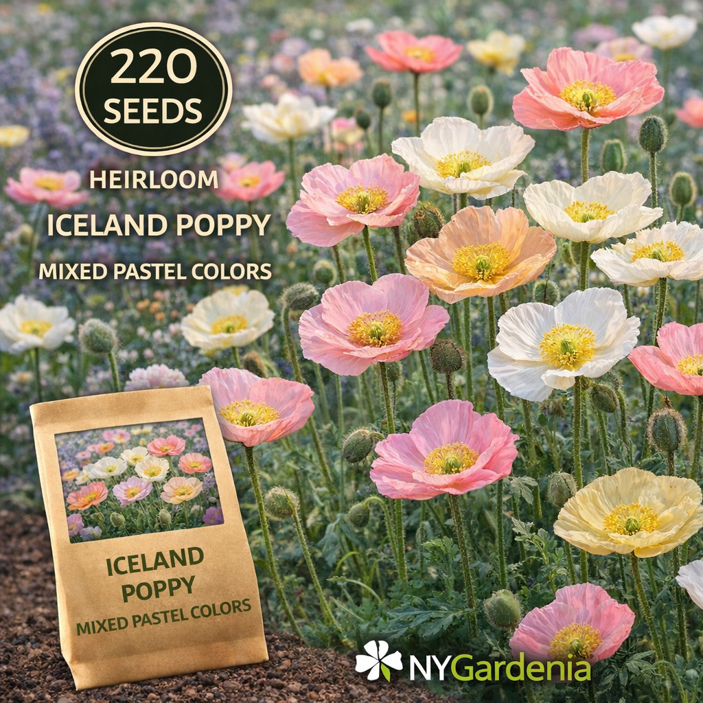 Soft pastel Iceland poppies bring delicate beauty to any garden with long-lastin