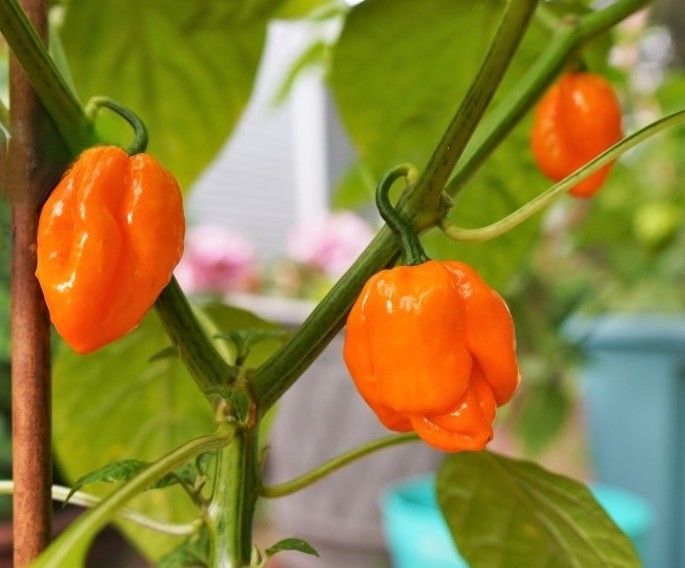 20 Newly Harvested Super-Hot Orange Scotch Bonnet Premium Pepper Seeds-A 47