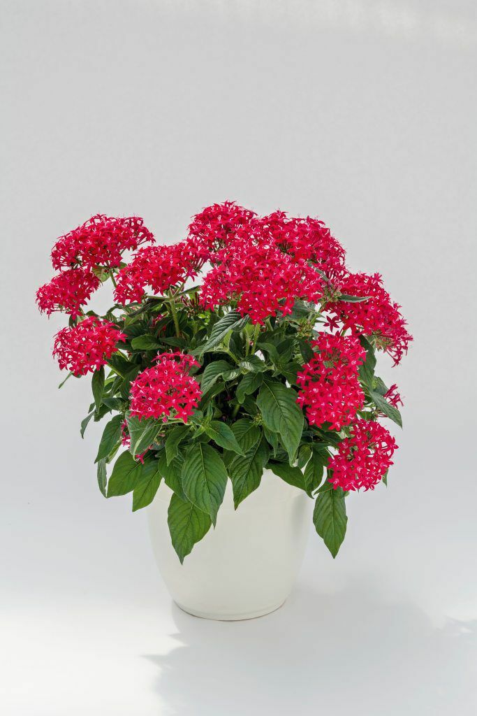 Pentas Seeds Pentas Graffiti 20/20 Ruby 25 Pelleted Seeds NEW VARIETY