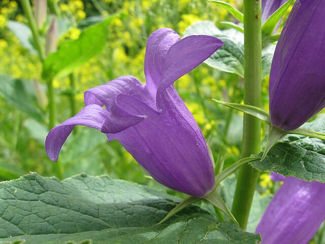 Campanula Latifolia 203 SEEDS, great bellflower, lavender-blue, USA seller