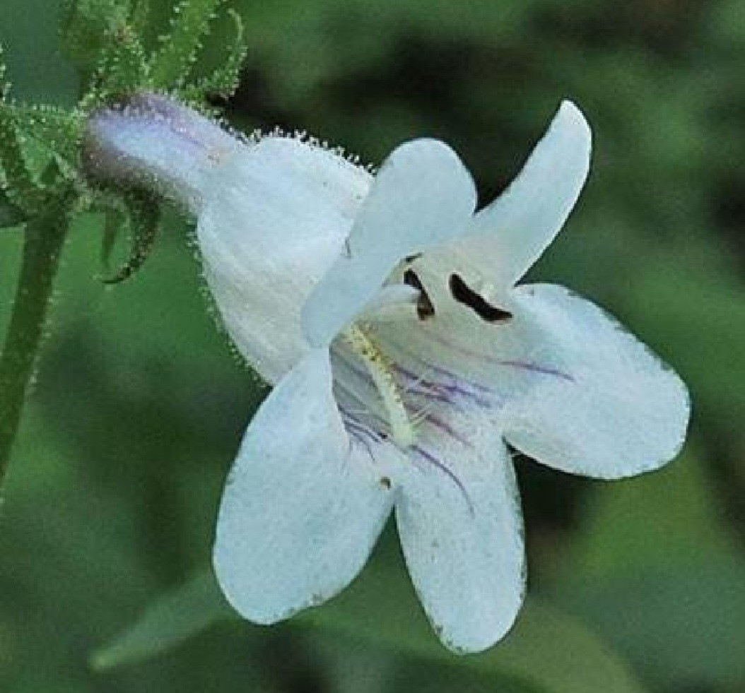 Pale Beardtongue SEEDS (penstemon pallidus)