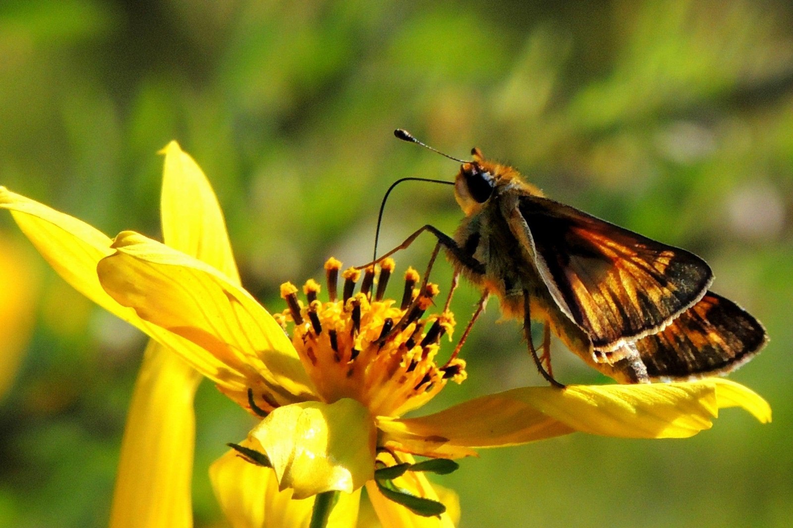 Swamp Marigold Bidens aristosa mutica 100 Seeds Free Shipping!