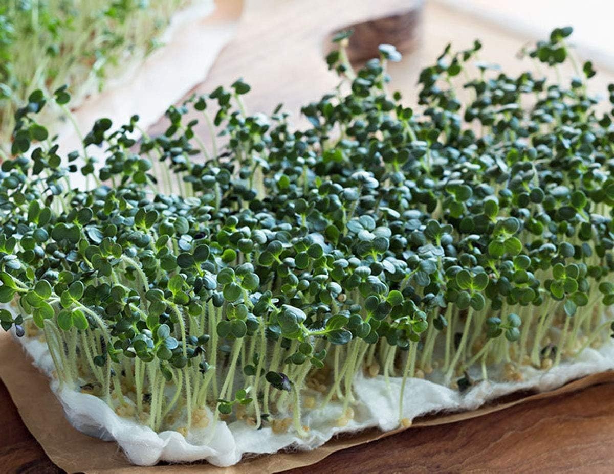 Broccoli Seeds for Sprouting Sprouts Microgreens 8 oz of Pure Seed. . Brand.