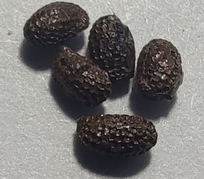 100 Kiwi SEEDS ~Sweet Vine Fruit ~Organic ~Garden planting ~Actinidia Arguta