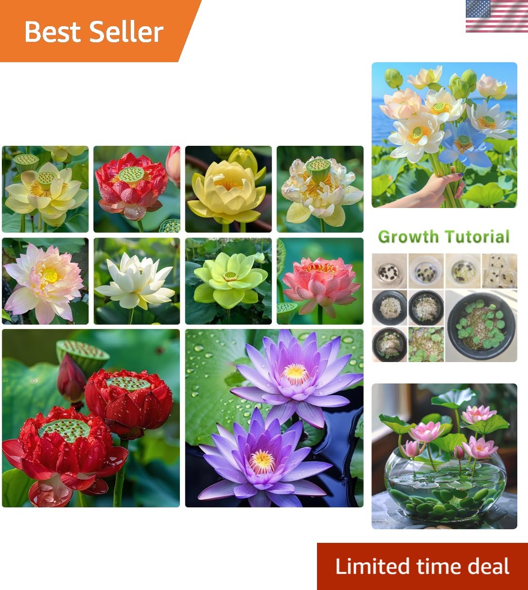 Bonsai Lotus Seeds Mix (60pcs) – Vibrant Water Lilies for Beautiful Gardens