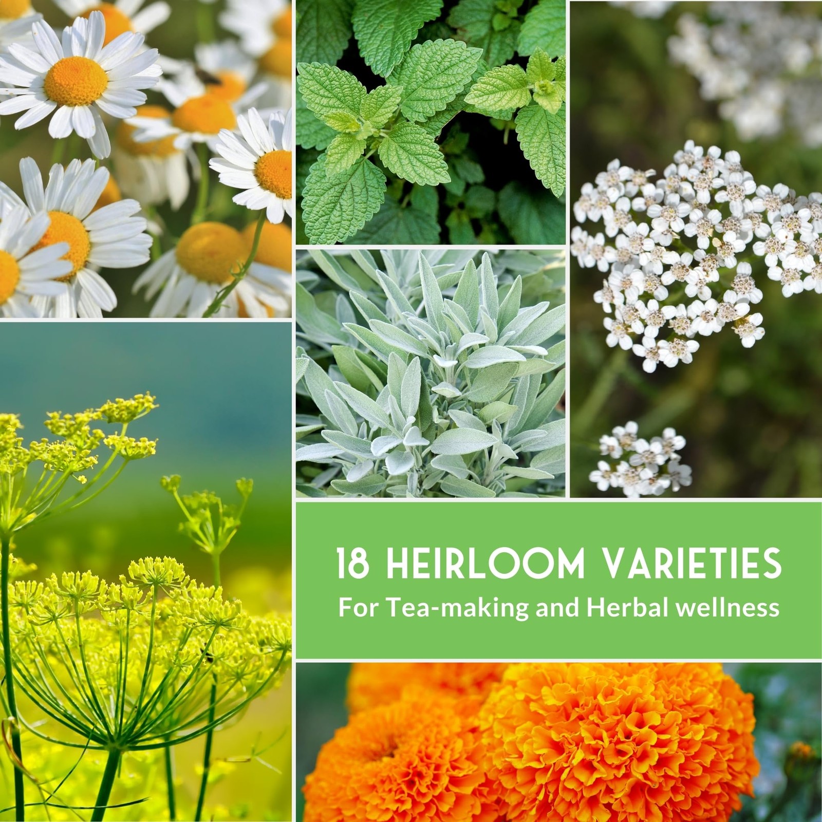 Medicinal Herb Seeds for Planting | 18 Seed Variety Pack of Heirloom, Non-GMO…