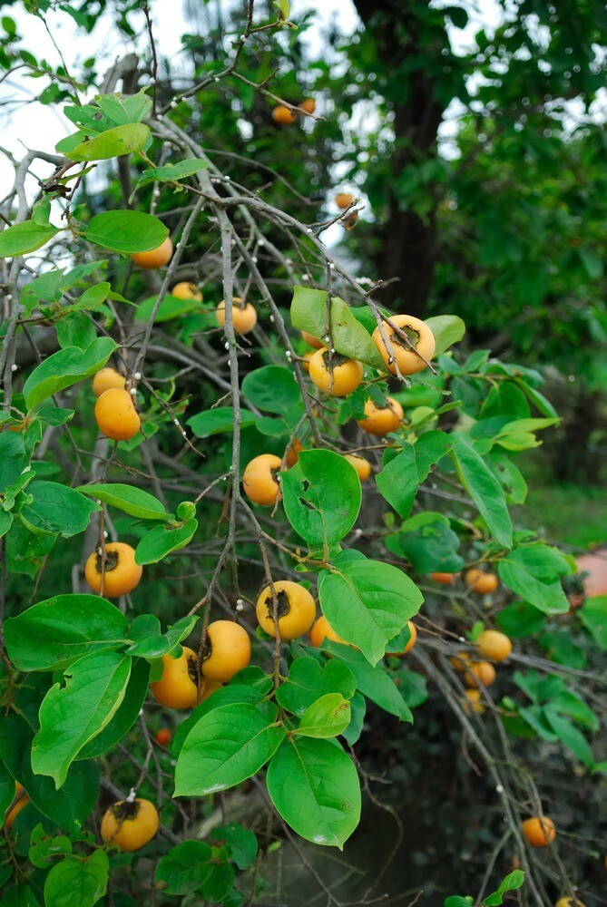 Tamopan Persimmon Tree 3-4 ft. Bare-root Sent January to April