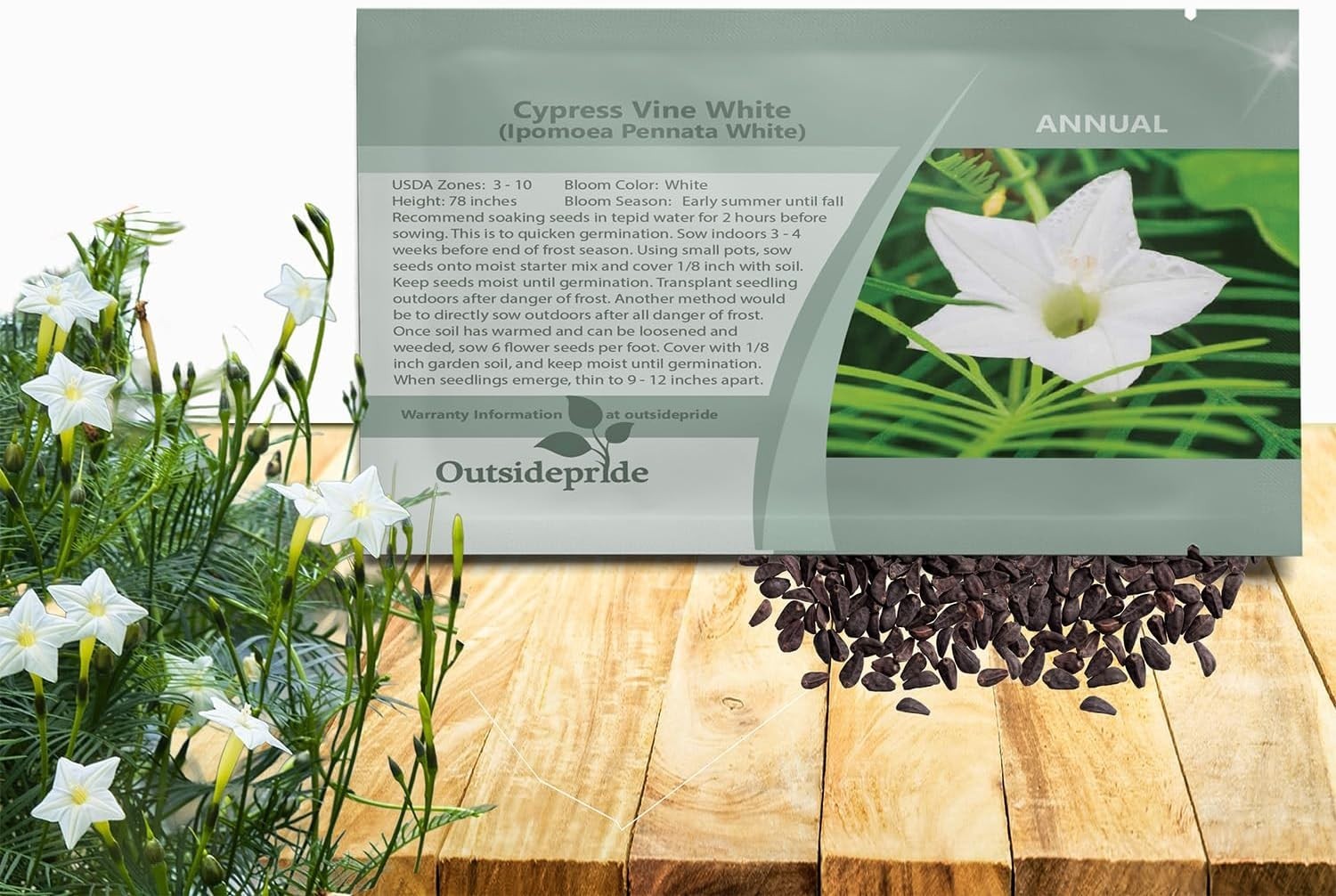 White Cypress Vine Seeds – 100 Pcs Annual Flower Seeds with Nectar-Rich, Star…