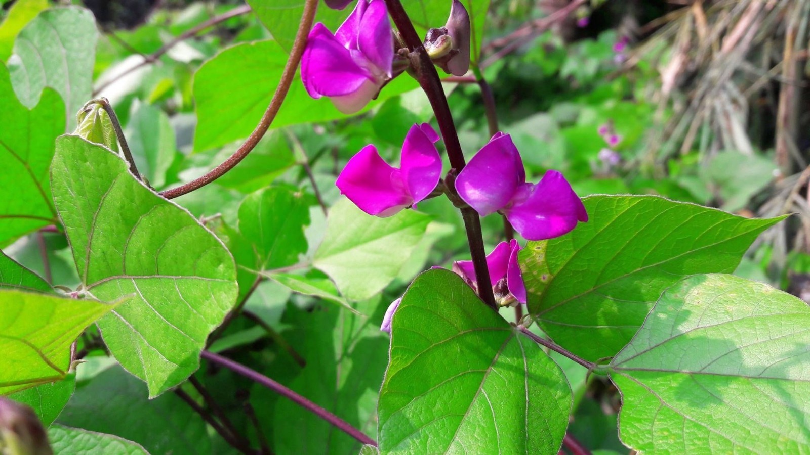 Lablab purpureus Hyacinth Ornamental Tropical Bean 10 Seeds Purple Flowers