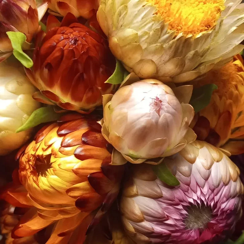 Monster Mix Strawflower Seeds, Tall Double Mix, Xerochrysum bracteatum