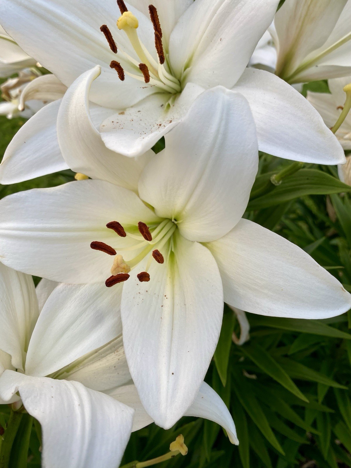 WHITE ASIATIC LILY Live Flower Bulbs * ATTRACTS BUTTERFLIES