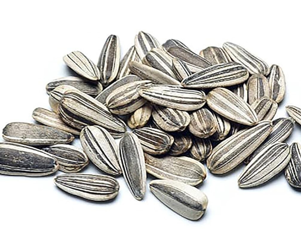 Velvet Queen Sunflower Seeds – Red Sunflower