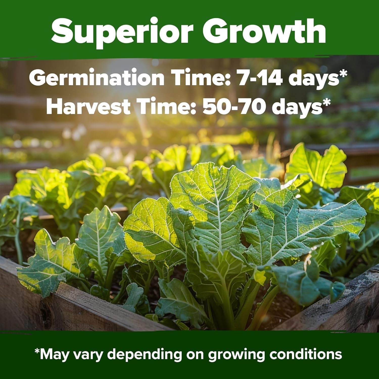 Georgia Southern Collard Green Seeds – 600 Non-GMO Heirloom for Bountiful Yields
