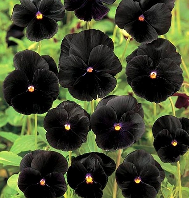 Black Pansy Seeds, Black Flowers, Black Viola Seeds, Heirloom Seeds 50ct