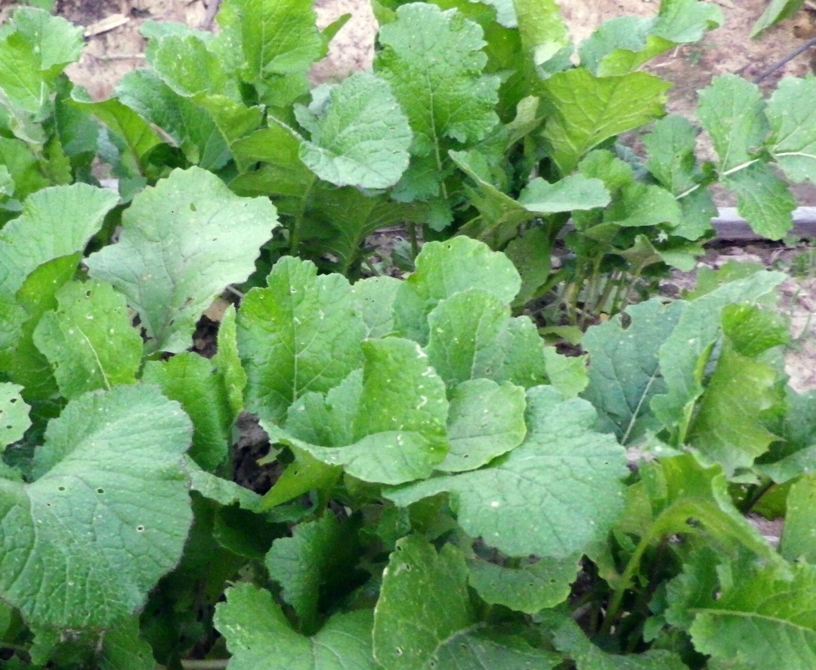 Turnip Seed: Seven Top Turnip Seeds Fresh Seed