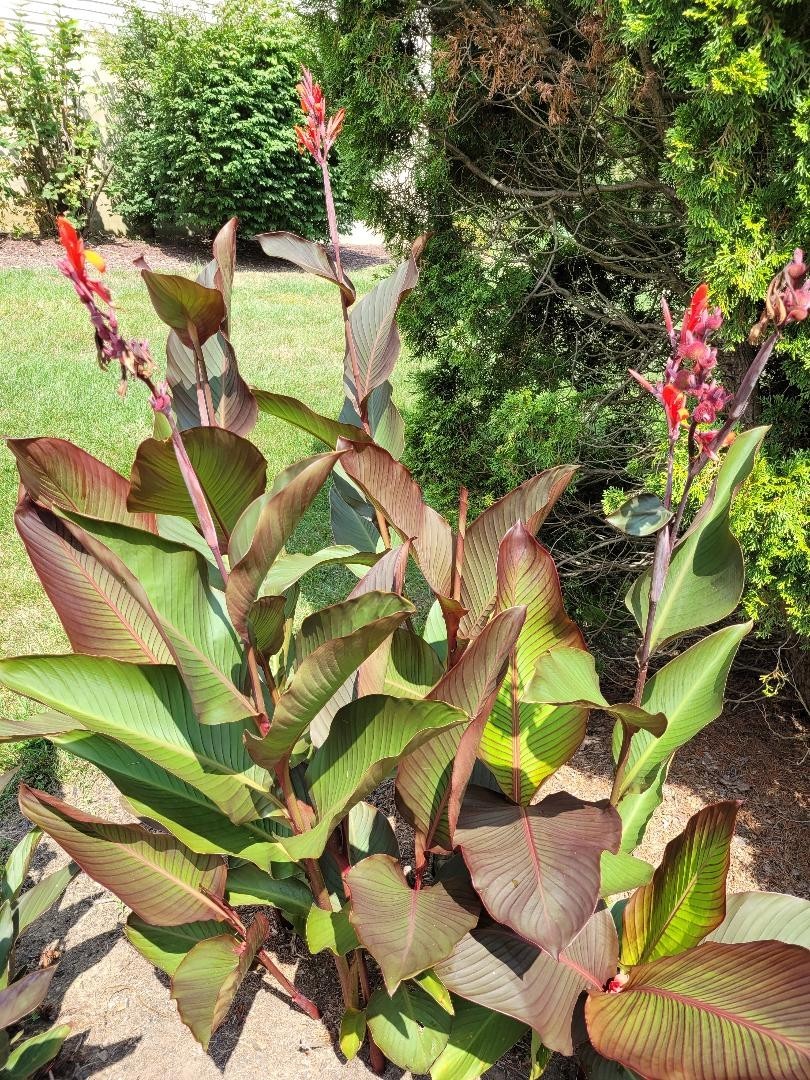 50 Canna Lily Seeds -Musifolio -Red Flwr -Bronze Leaf -6-10 ft tall Free Ship